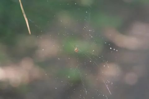 Spider on the web Stock Photos