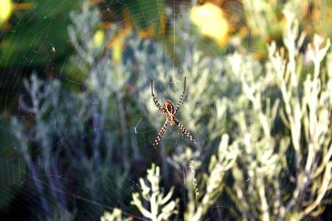 Spider on the web Stock Photos