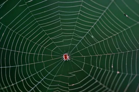 Spider in a web Stock Photos