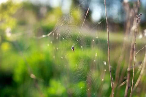 Spider web Stock Photos