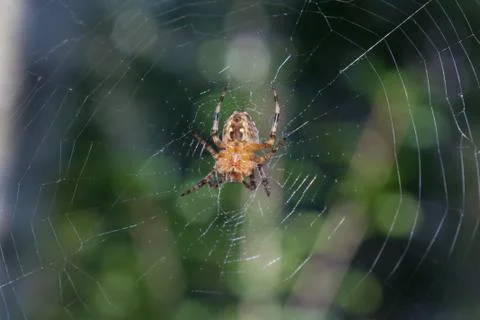 Spider on the web Stock Photos