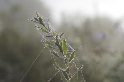 A Spider Web Stock Photos