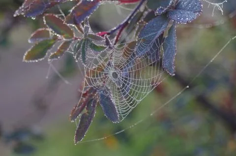 A Spider Web Stock Photos