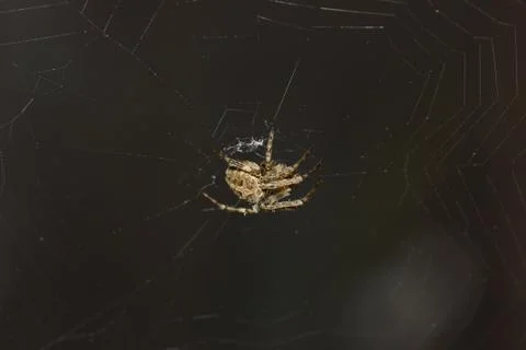 Spider on the web Stock Photos