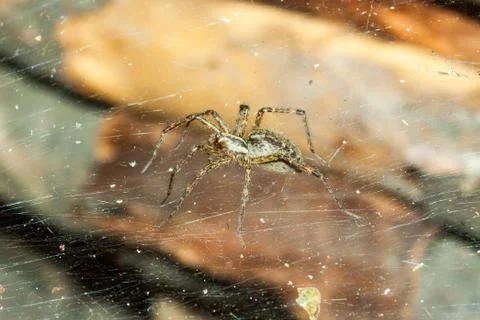 Spider on the web Stock Photos