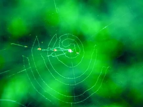 The spider web Stock Photos