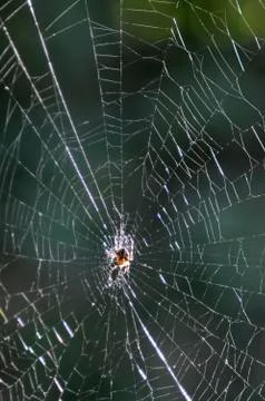 Spider Web Stock Photos