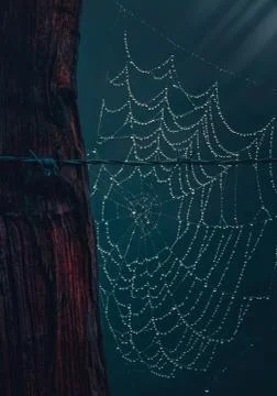 The spider web Stock Photos
