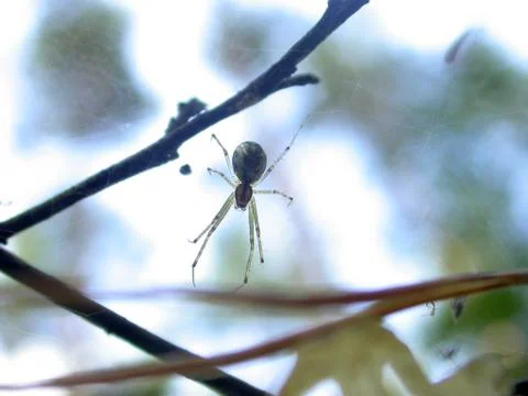 Spider on the web Stock Photos