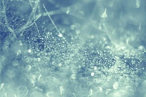 Spider web Stock Photos