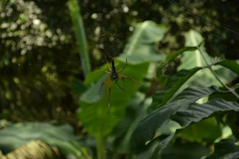 Spider web 写真素材