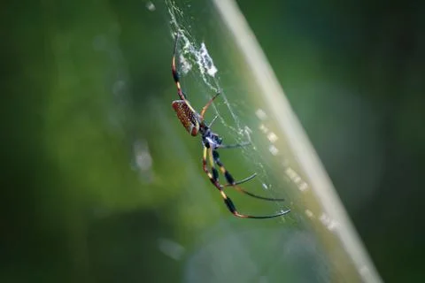 Spider in a Web Foto stock