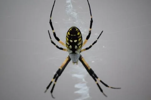 Spider in a Web Stock Photos