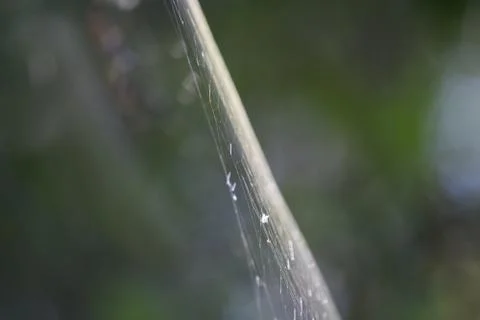 Spider in a Web Foto stock