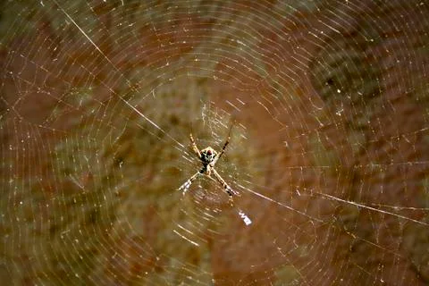 Spider Web Stock Photos