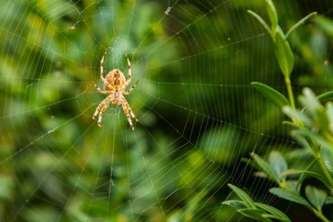 Spider on a web Stock Photos