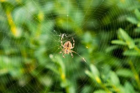 Spider on a web Stock Photos