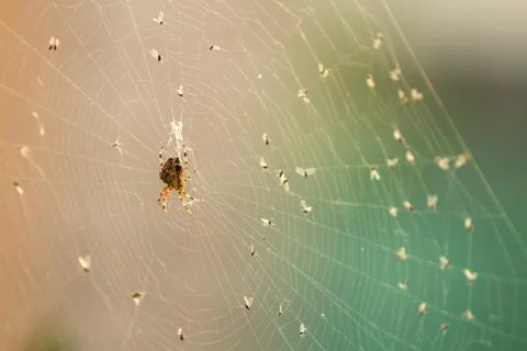 Spider on a web Stock Photos