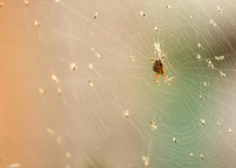 Spider on a web Stock Photos