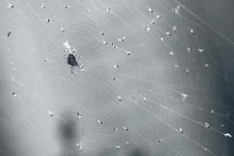 Spider on a web Stock Photos