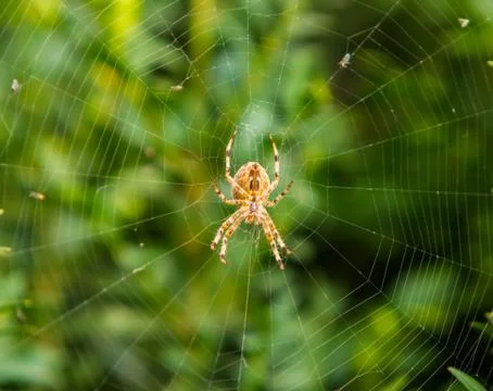 Spider on a web Stock Photos
