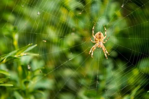 Spider on a web Stock Photos