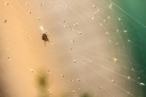 Spider on a web Stock Photos