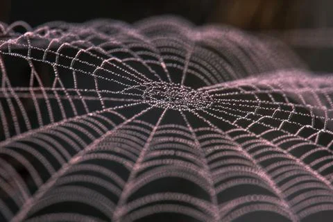 Spider web Stock Photos