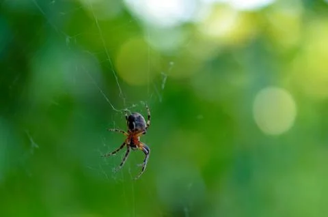 The spider on the web Stock Photos