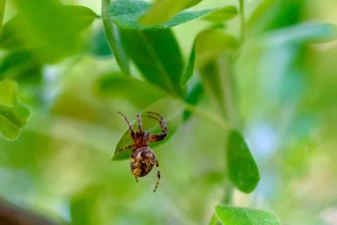 The spider on the web. Stock Photos