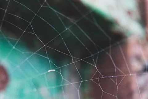 Spider web Stock Photos