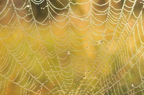 Spider web 스톡 사진