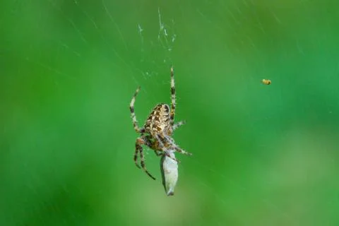 Spider in the web Stock Photos