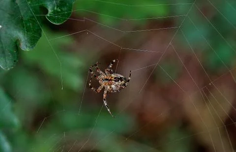 Spider in a web. Foto stock