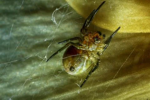 Spider on the web. Stock Photos