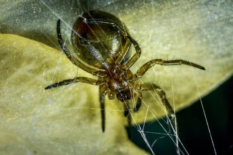 Spider on the web. Stock Photos