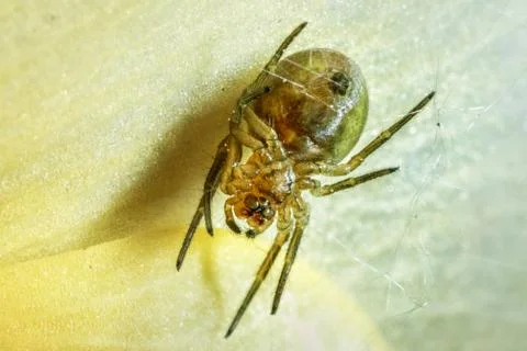 Spider on the web. Stock Photos