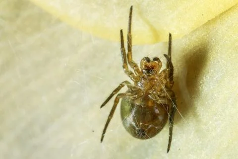 Spider on the web. Stock Photos