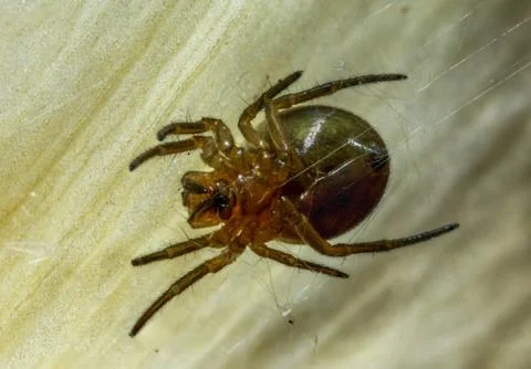 Spider on the web. Stock Photos