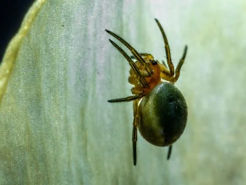 Spider on the web. Stock Photos