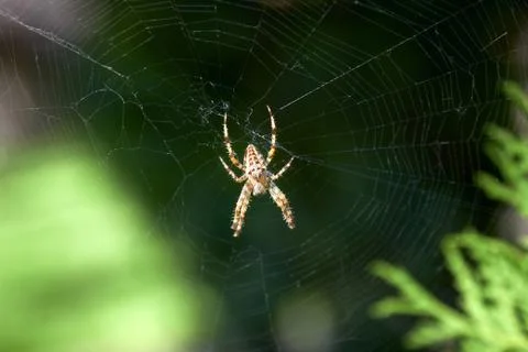 Spider on the web 스톡 사진