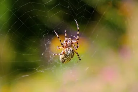 Spider on the web Stock Photos