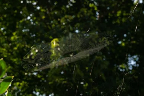 Spider Web Stock Photos
