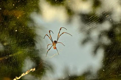 Spider on a web Stock Photos