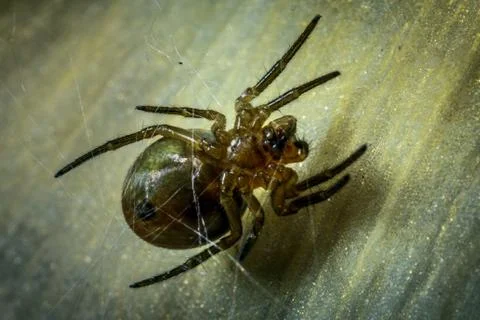 Spider on the web. Stock Photos
