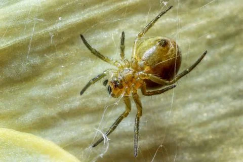 Spider on the web. Stock Photos