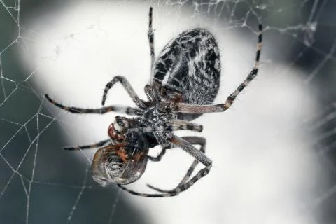Spider on the web. Stock Photos