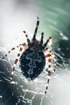 Spider on the web. Stock Photos