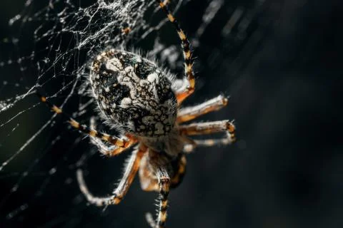 Spider on the web. Stock Photos