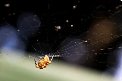 Spider in Web 写真素材